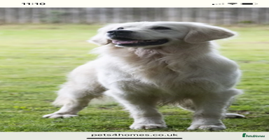 Golden Retriever dogs - Advert 14