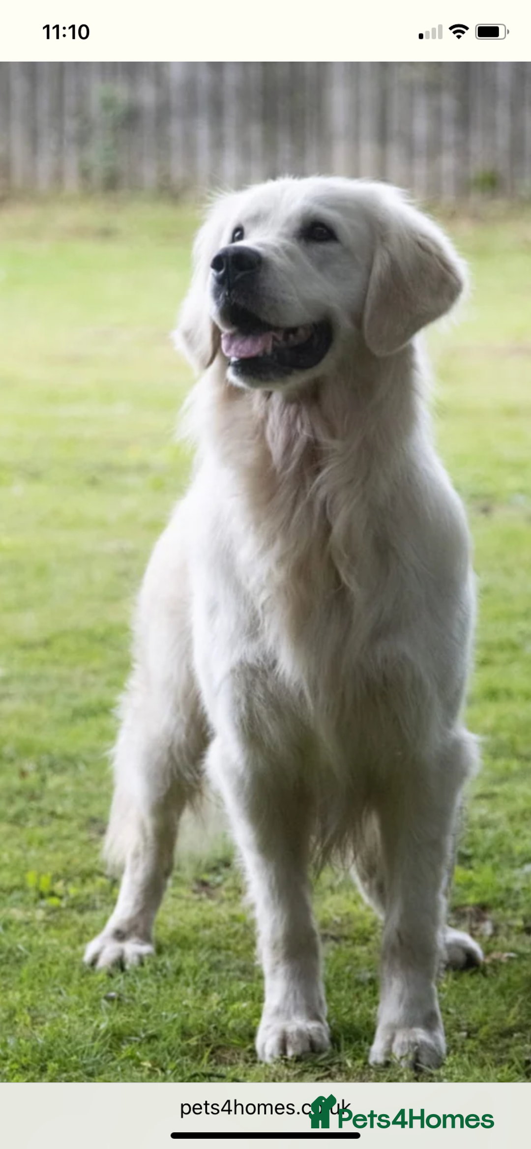 Golden Retriever dogs for sale: Beautiful litter of golden retriever puppies  - Image 6