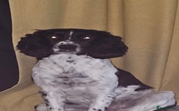 Sprocker dogs for sale: Spoker  - Image 3