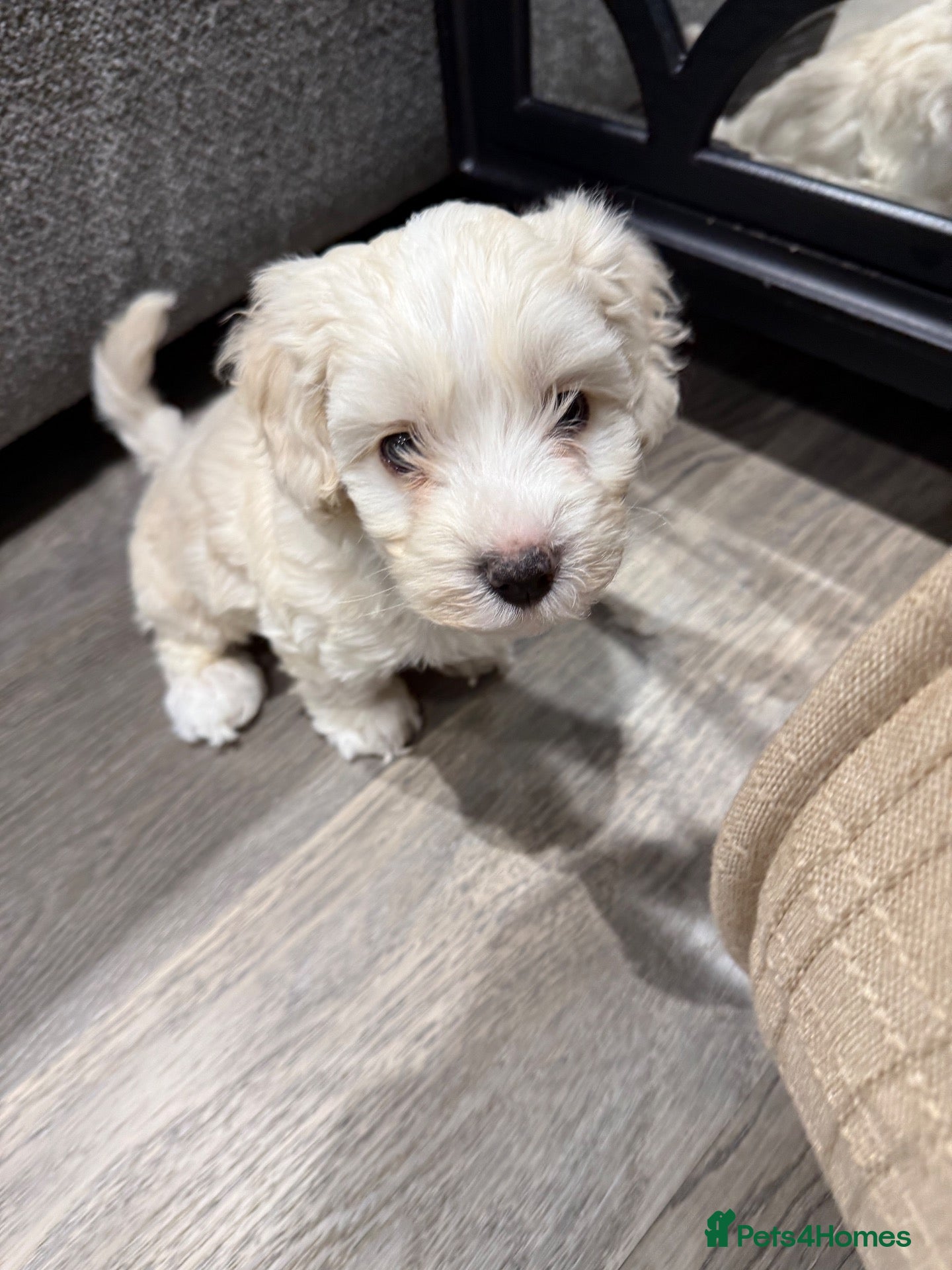 Maltipoo dogs 💙 last Stunning Maltipoo boy ready now  💙 - Advert 2