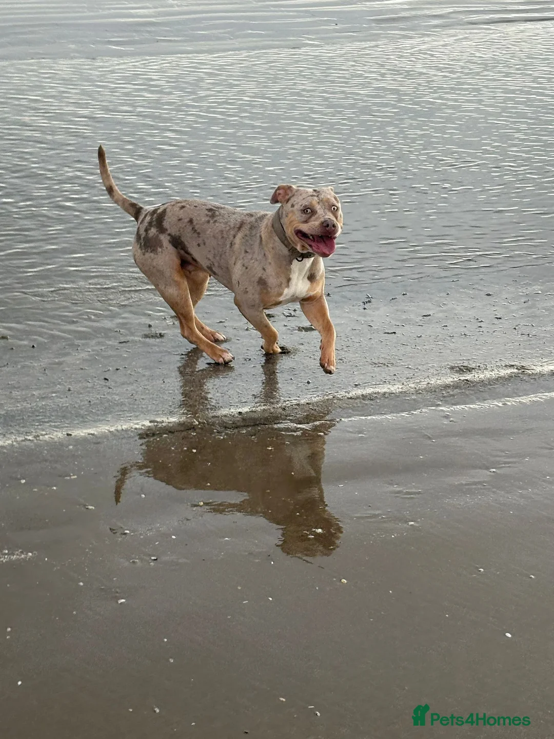 Mixed Breed dogs for sale: Beautiful large girl looking for new home :) - Advert 2