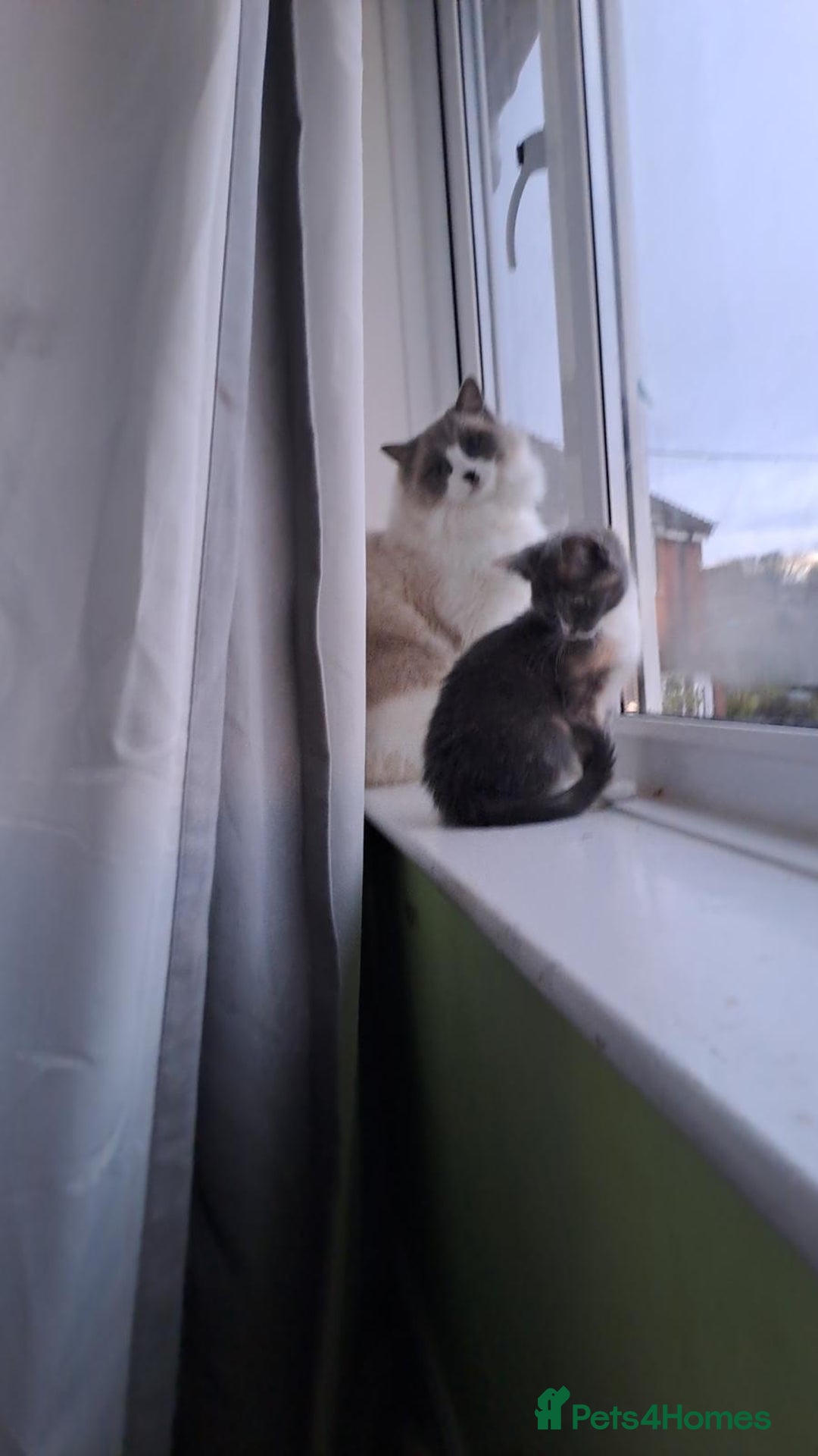 Ragdoll cats for sale: Simba neutered ragdoll  - Image 12