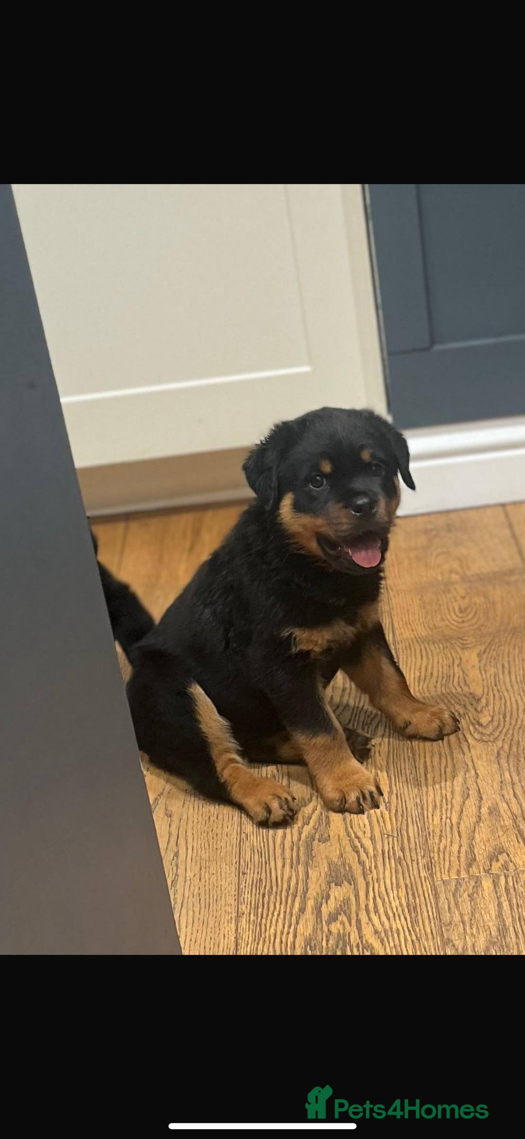 Rottweiler dogs for sale: Rottweiler chunky Puppies *READY TO LEAVE* - Image 23