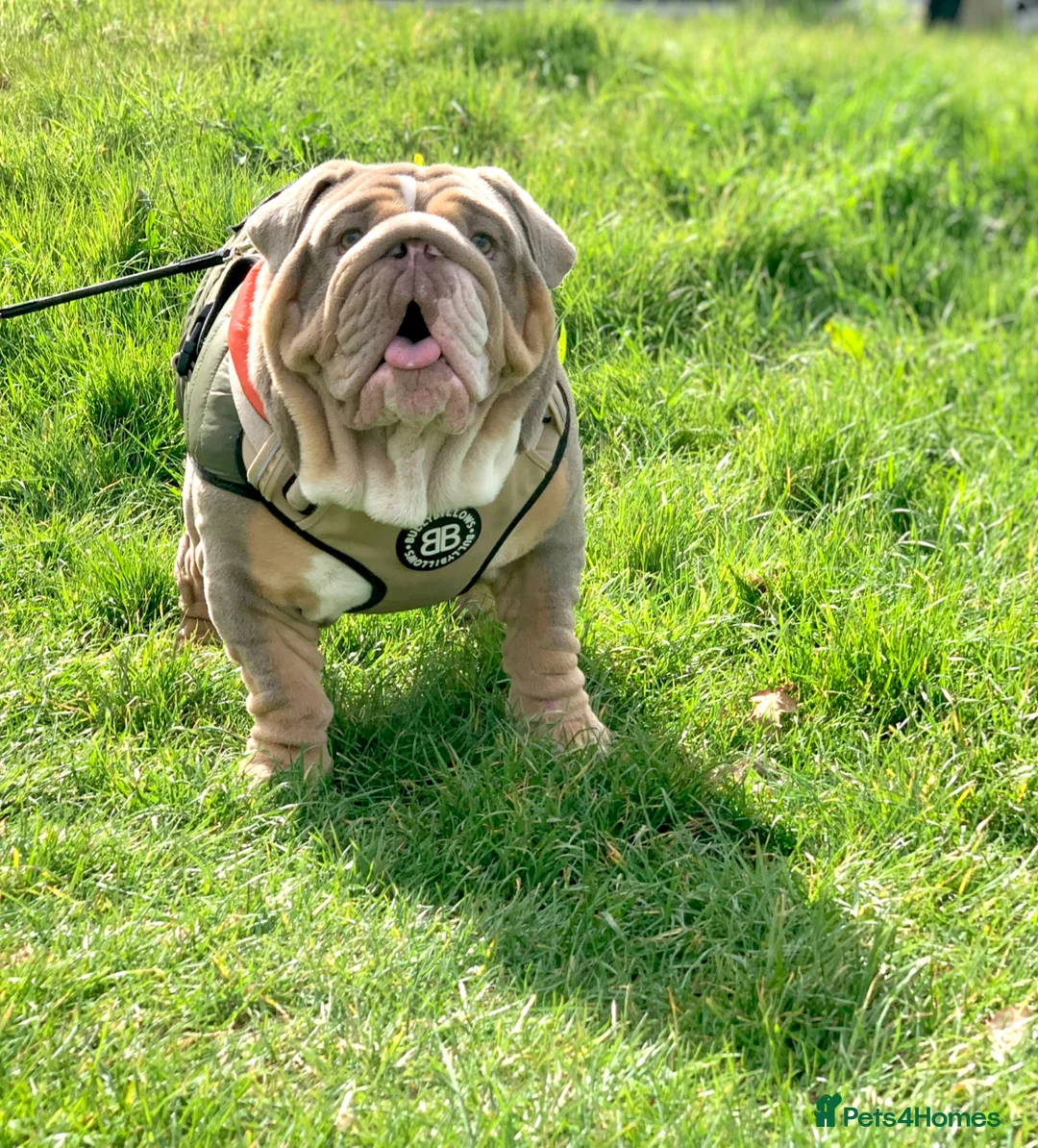 English Bulldog dogs for sale: English bulldog  - Advert 2
