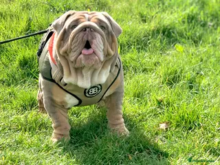 English Bulldog dogs English bulldog Mr Target Son - Advert 2