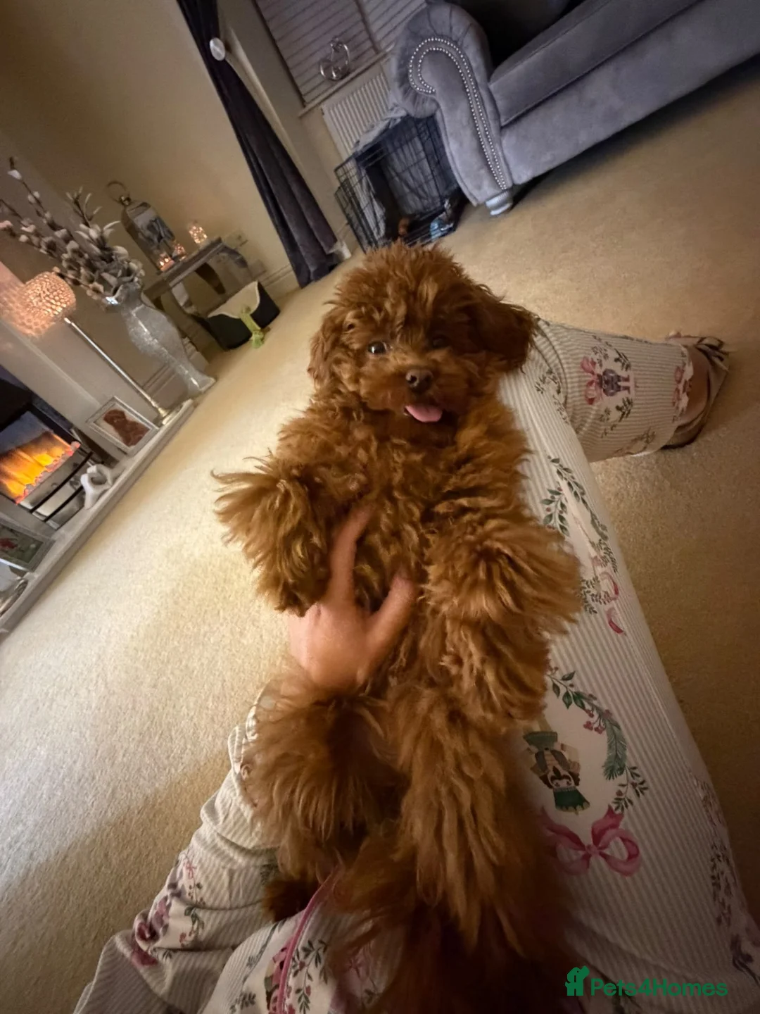 Toy Poodle dogs for sale:  **  asian poodle  in Bridgend - Advert 2