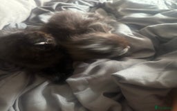 British Shorthair cats for sale: Kittens for sale - Image 6