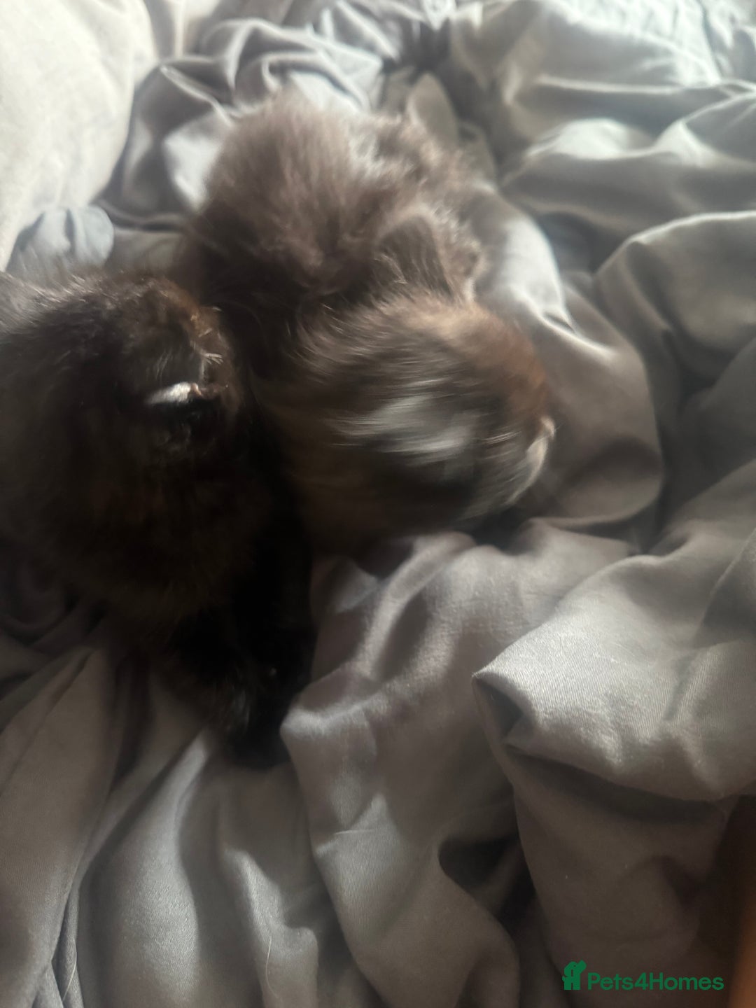 British Shorthair cats for sale: Kittens for sale - Image 6