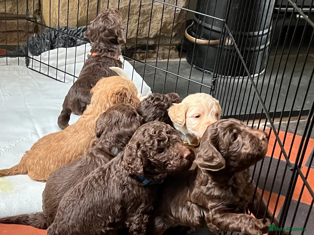 Labradoodle dogs for stud: Chocolate Standard Labradoodle Multigenerational  in Matlock - Advert 22