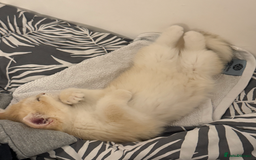 British Shorthair cats for sale: pedigree Golden British Shorthair girl - Image 7