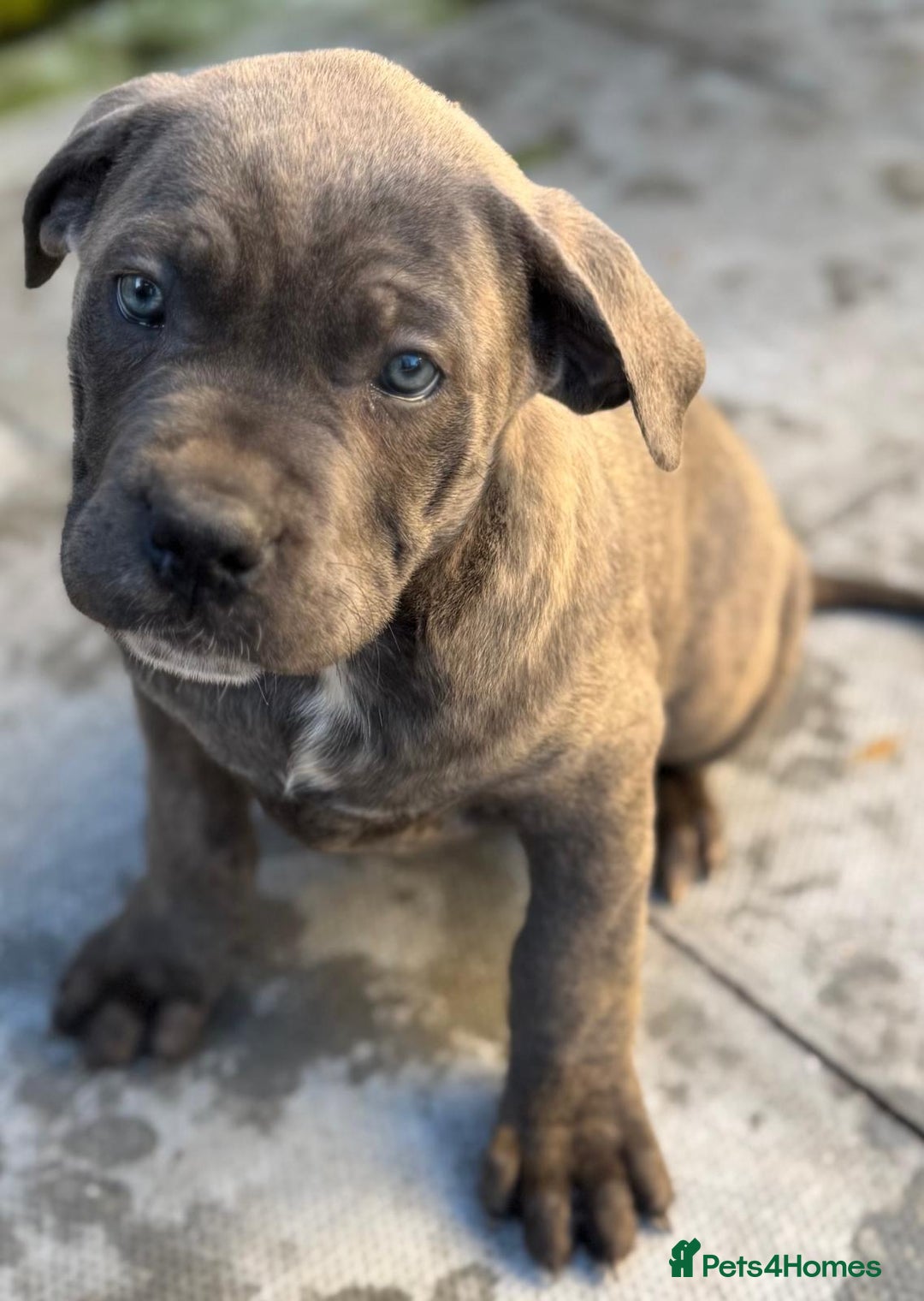Cane Corso dogs for sale: CANE CORSO CHAMPION BLOOD LINE VERY GOOD STOCK - Advert 4