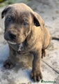 Cane Corso Puppy 5