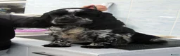 Cocker Spaniel dogs for sale: KC Reg Show Line Cocker Spaniel Puppies - Advert 6