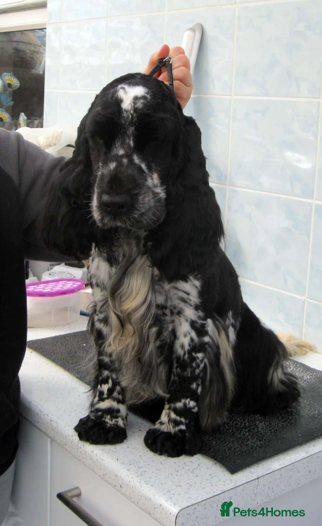 Cocker Spaniel dogs for sale: KC Reg Show Line Cocker Spaniel Puppies - Advert 6