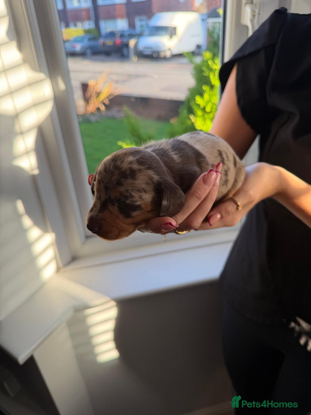 Miniature Dachshund dogs for sale: KC reg Miniature Dachshunds available 24thDecember - Advert 17
