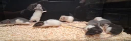 Rat rodents for sale: Baby Dumbo Rat's available, Males & Females  - Advert 15