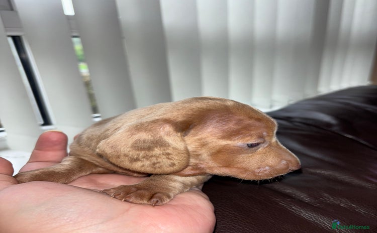 Miniature Dachshund dogs - Advert 2