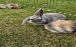 Mini Lion Lop rabbits for sale: Lion lops  - Image 3