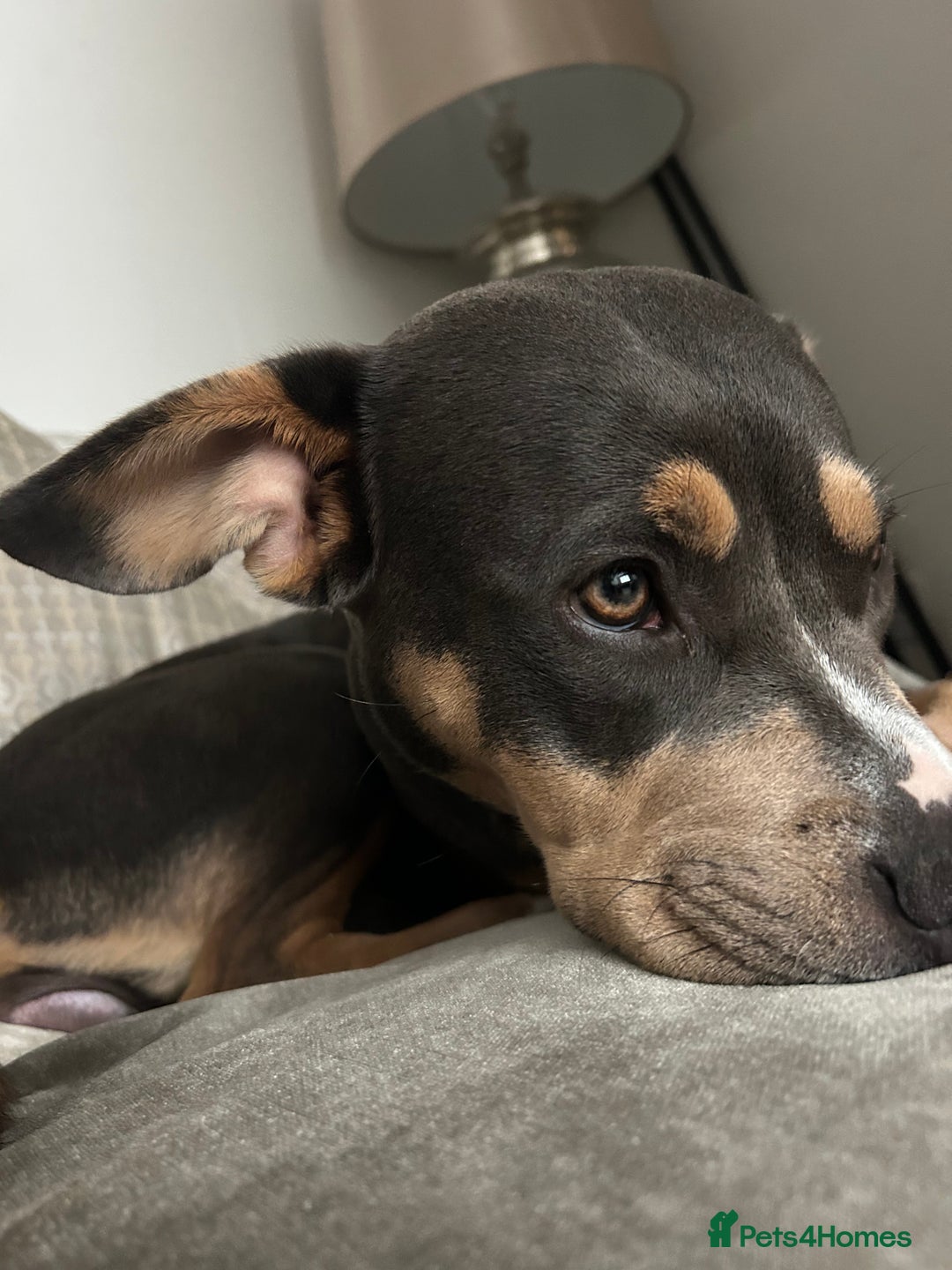Mixed Breed dogs for sale: Qwennie  - Image 3