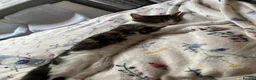 Mixed Breed cats for sale: Mother & Kitten to go together - Advert 1
