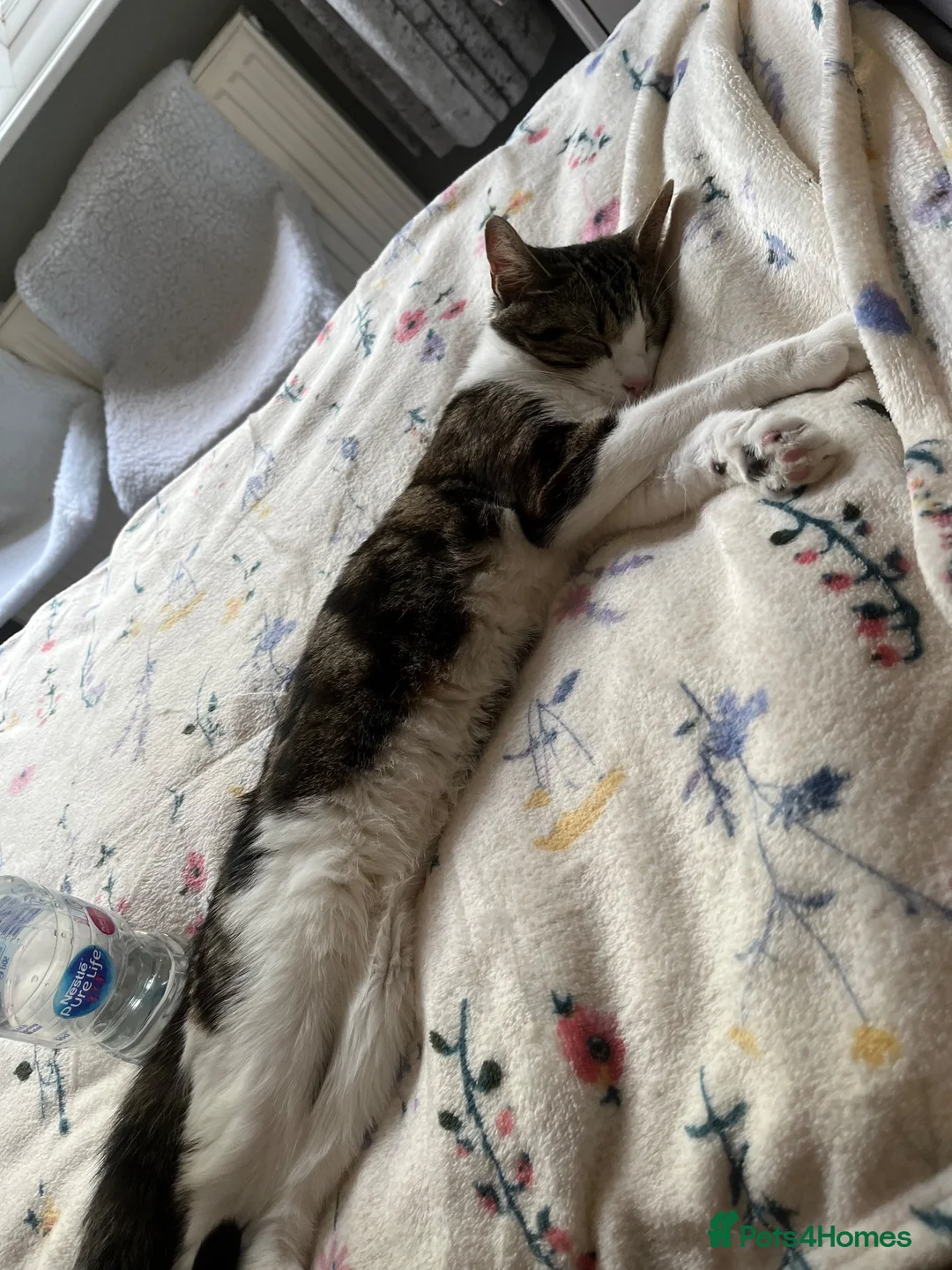 Mixed Breed cats for sale: Mother & Kitten to go together - Advert 1