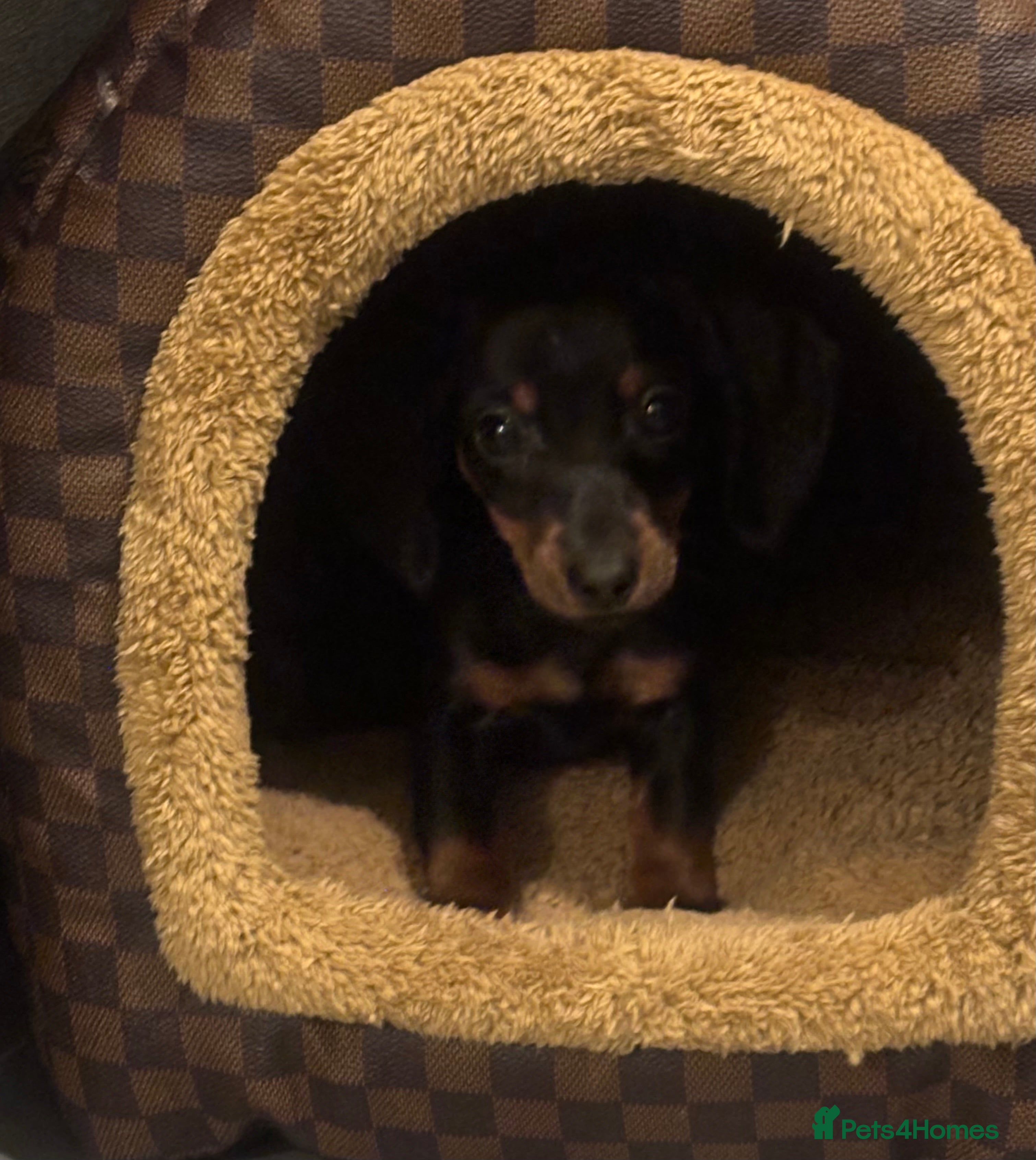 Miniature Dachshund dogs ⭐️LAST ONE LEFT⭐️tiny little Black and Tan girl  - Advert 2