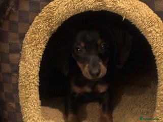 Miniature Dachshund dogs ⭐️LAST ONE LEFT⭐️tiny little Black and Tan girl - Advert 13