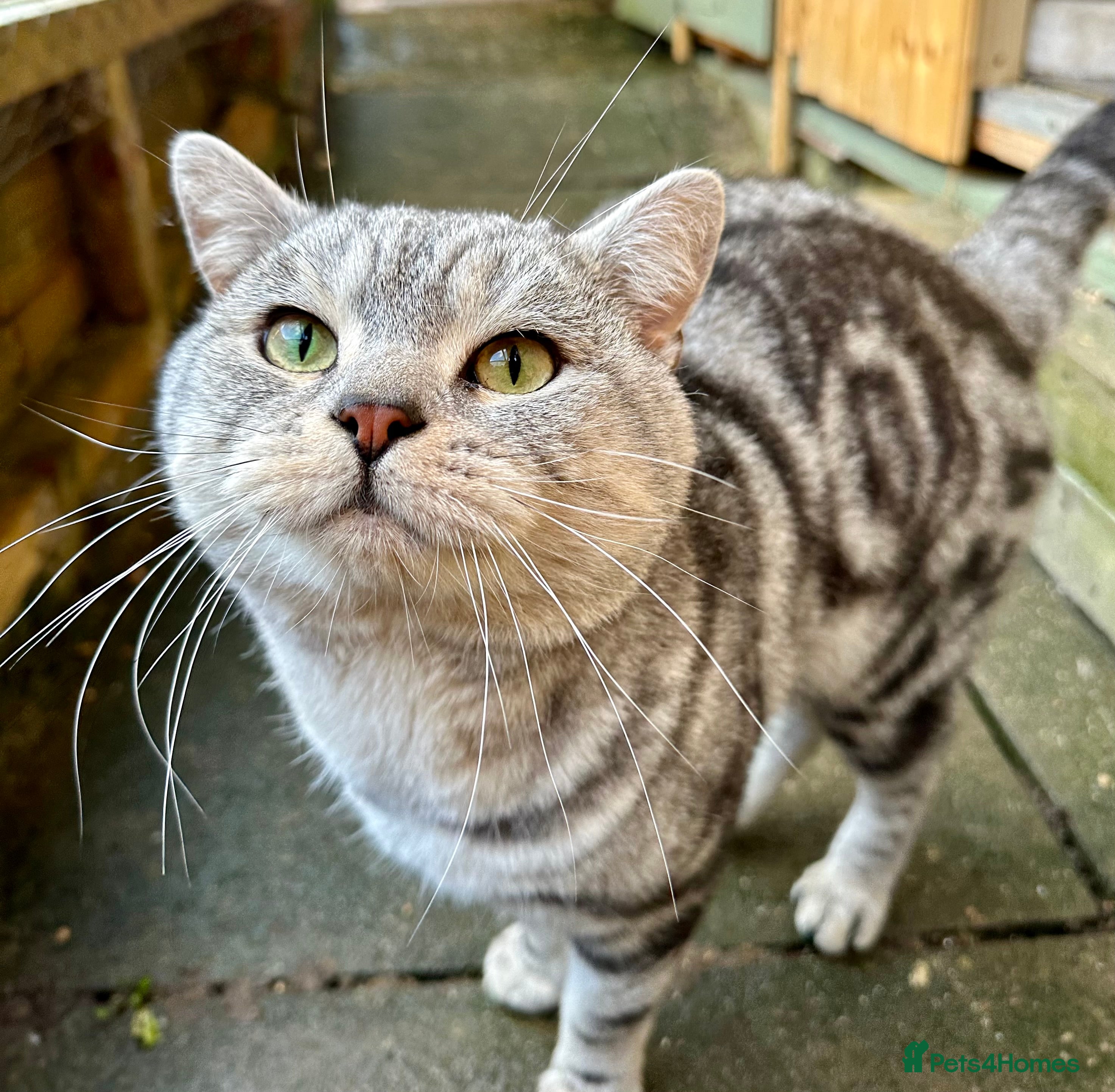 British Shorthair cats Stunning Classic BSH Classic Tabby (B Blood) in Kettering - Advert 18