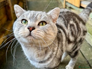 British Shorthair cats in Kettering - Advert 5