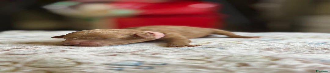 Cockapoo Puppy 5