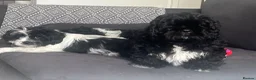 Mixed Breed dogs for sale:  Shihpoo x cavalier King Charles puppies for sale in Ramsgate - Advert 4
