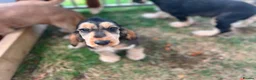 Cocker Spaniel dogs for sale: Puppy looking for a loving forever home  in Sittingbourne - Advert 7