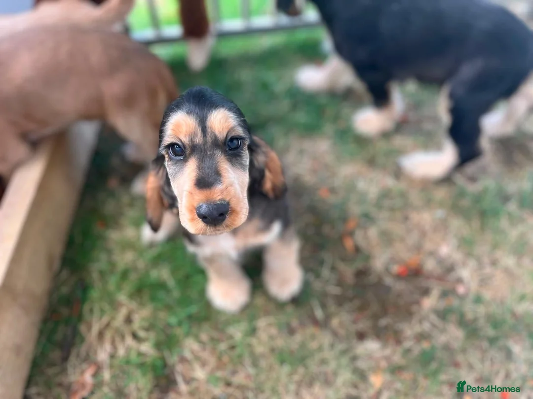 Cocker Spaniel dogs for sale: Puppy looking for a loving forever home  in Sittingbourne - Advert 7
