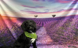 Labradoodle dogs for stud: F1b Miniature Labradoodle (Fully Health Tested) - Image 9