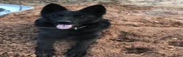 German Shepherd dogs for sale: BLACK GSD PUPPIES  in Rugby - Advert 5