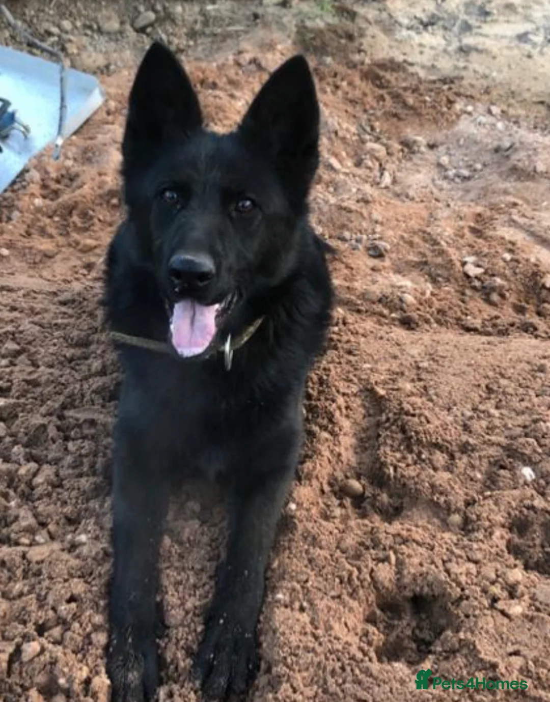 German Shepherd dogs for sale: BLACK GSD PUPPIES  in Rugby - Advert 5