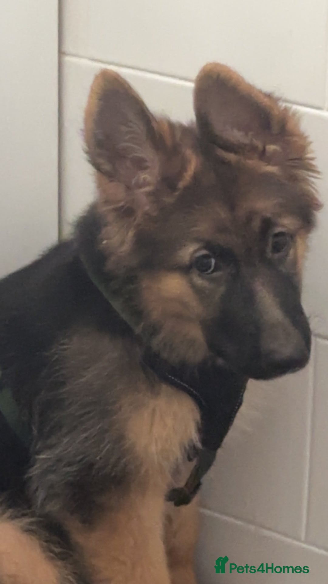 German Shepherd dogs for sale: German Shepherd puppy  - Image 2