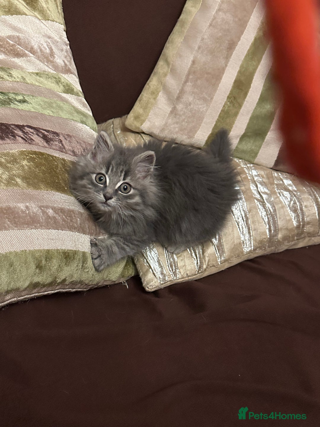 Mixed Breed cats for sale: Stunning fluffy grey boy - Advert 8