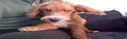 Jackapoo dogs for sale: Cheeky loving lala - Advert 5