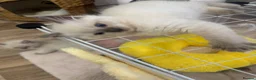 Ragdoll cats for sale: BOYS BOYS BOYS  - Advert 8