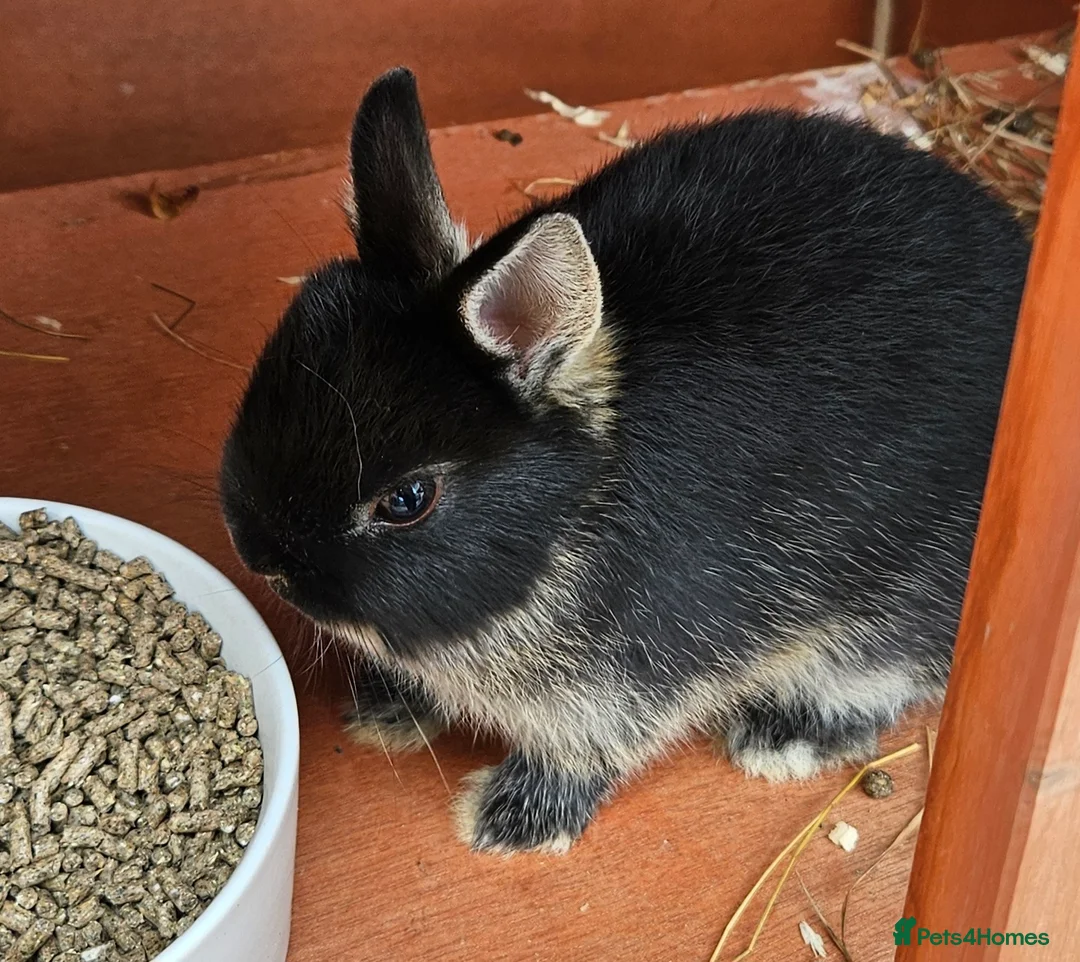 Netherland Dwarf rabbits for sale: Netherland dwarf  - Advert 5