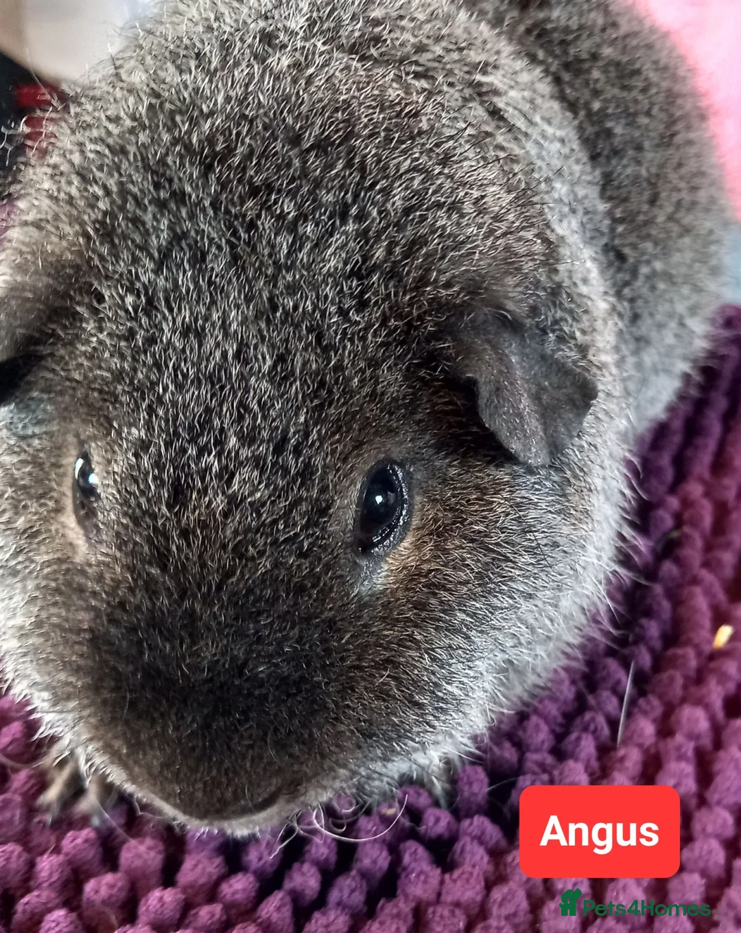 Guinea Pig rodents for sale: Rex sows/boars, Aby, cali guinea pigs. - Advert 2