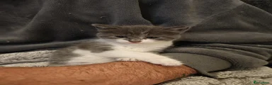Mixed Breed Kitten 1