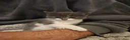 Mixed Breed cats for sale: Beautiful kittens for sale in Buckley - Advert 8