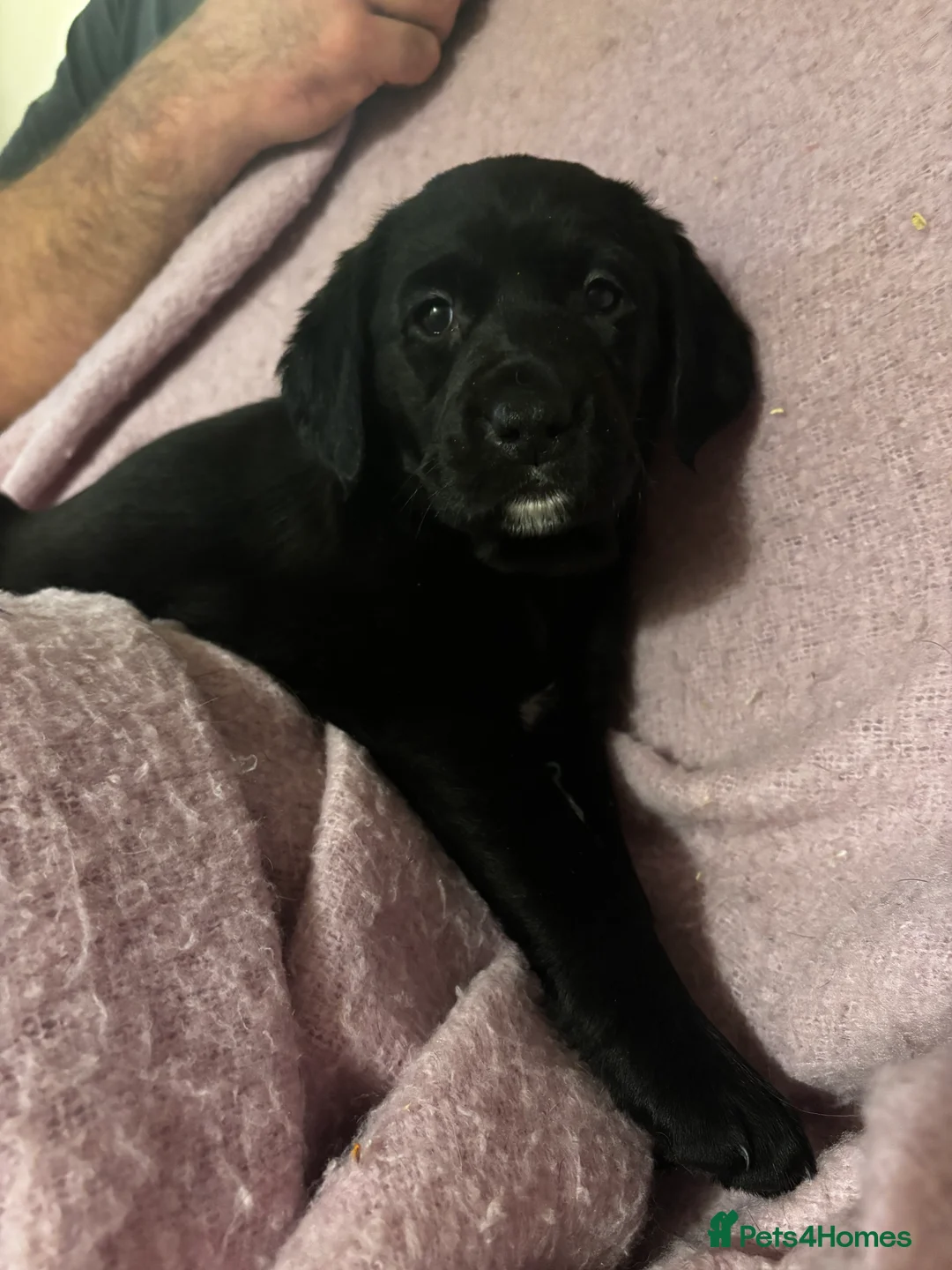 Goldador dogs for sale: Goldador puppies with a dash of dalmation  - Advert 2