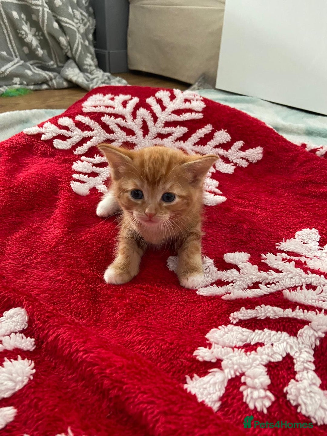 Mixed Breed cats for sale: 5 Beautiful Half-Ragdoll kittens ❤️ - Advert 22