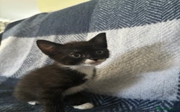 Mixed Breed cats for sale: Domestic cats  - Image 13