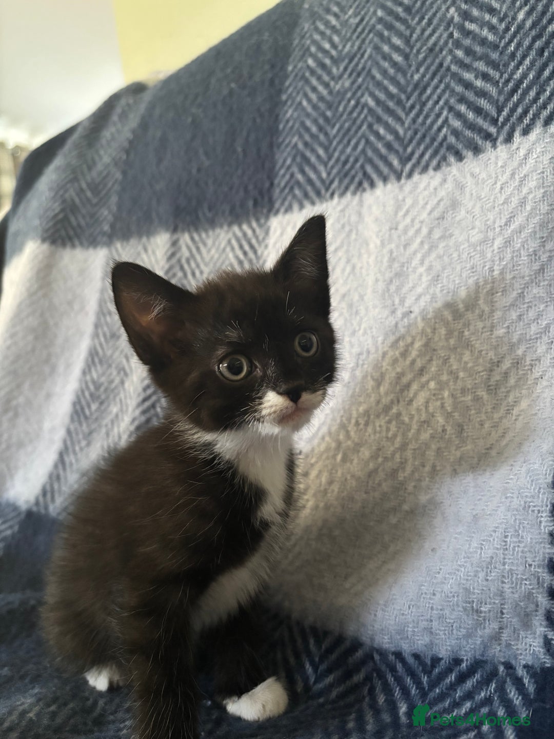 Mixed Breed cats for sale: Domestic cats  - Image 13