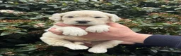 Mini Goldendoodle dogs for sale: 9 mini Goldendoodles dna clear puppies for sale - Advert 6