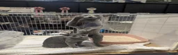 Russian Blue cats for sale: Full Pedigree American Line Russian Blue  - Advert 7